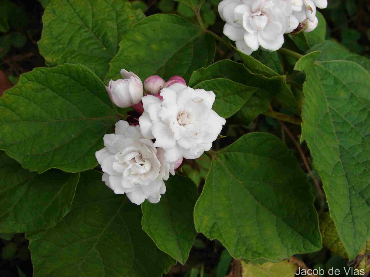 Clerodendrum chinense (Osbeck) Mabb.